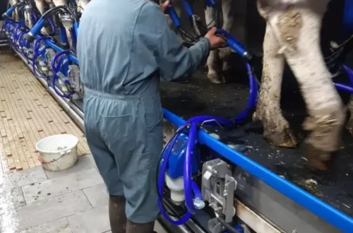 Trayeur posant le faisceau trayeur depuis la fosse d'une salle de traite