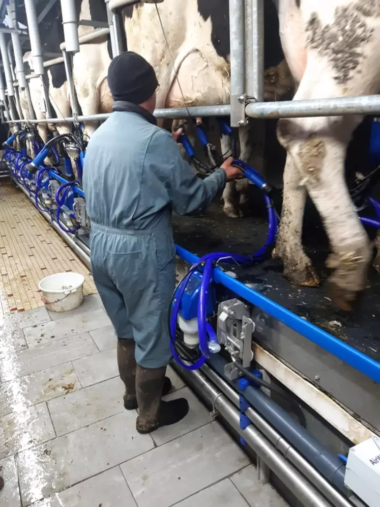 Trayeur posant le faisceau trayeur depuis la fosse d'une salle de traite